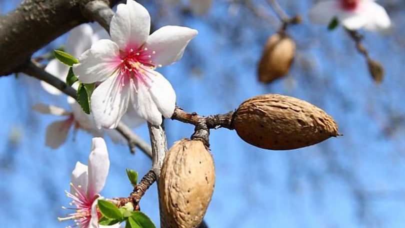 2024 Datça Badem Çiçeği Festivali Tamamlandı