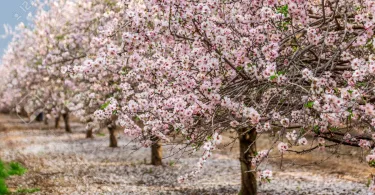 Datça Badem Çiçeği Festivali kortej yürüyüşü ve badem çiçekleri arkasında tarihi yel değirmenleri manzara.