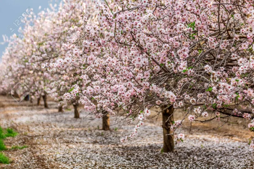 Datça Badem Çiçeği Festivali kortej yürüyüşü ve badem çiçekleri arkasında tarihi yel değirmenleri manzara.